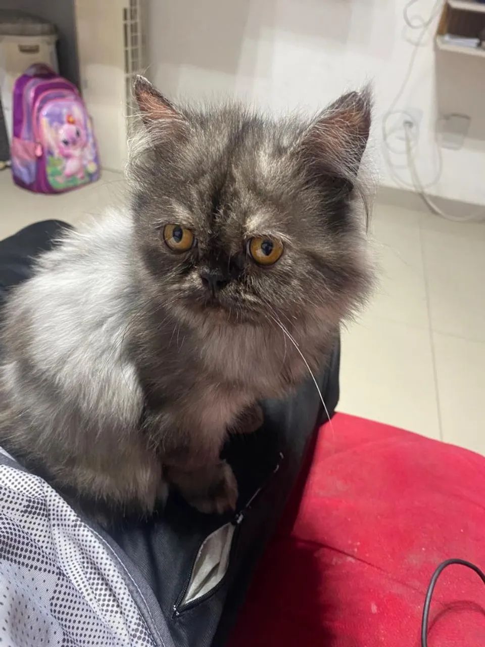 Gato Persa - Foto 3