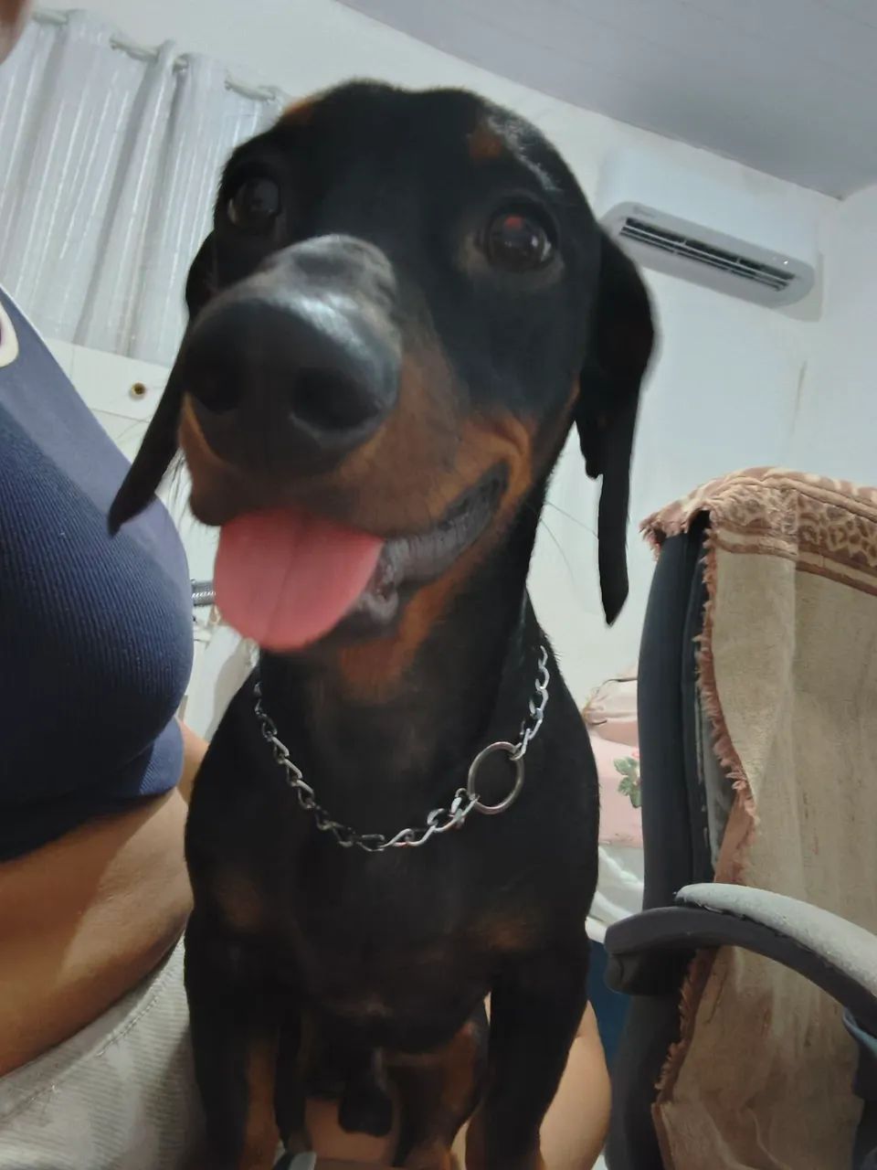Dachshund (teckel) macho em busca de namorada  - Foto 3