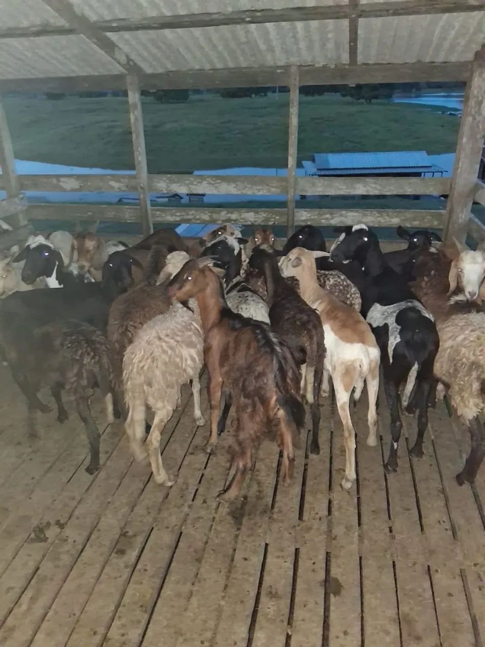 Carneiro e ovelha - Foto 2