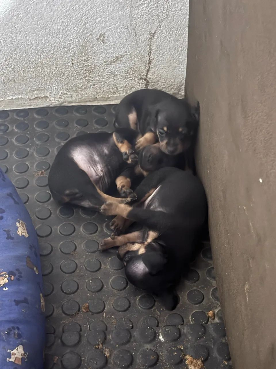 Vende se pinscher 01