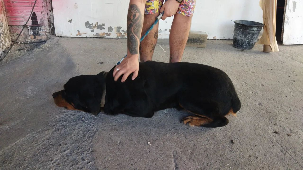 Doação de Rottweiler macho - Foto 4