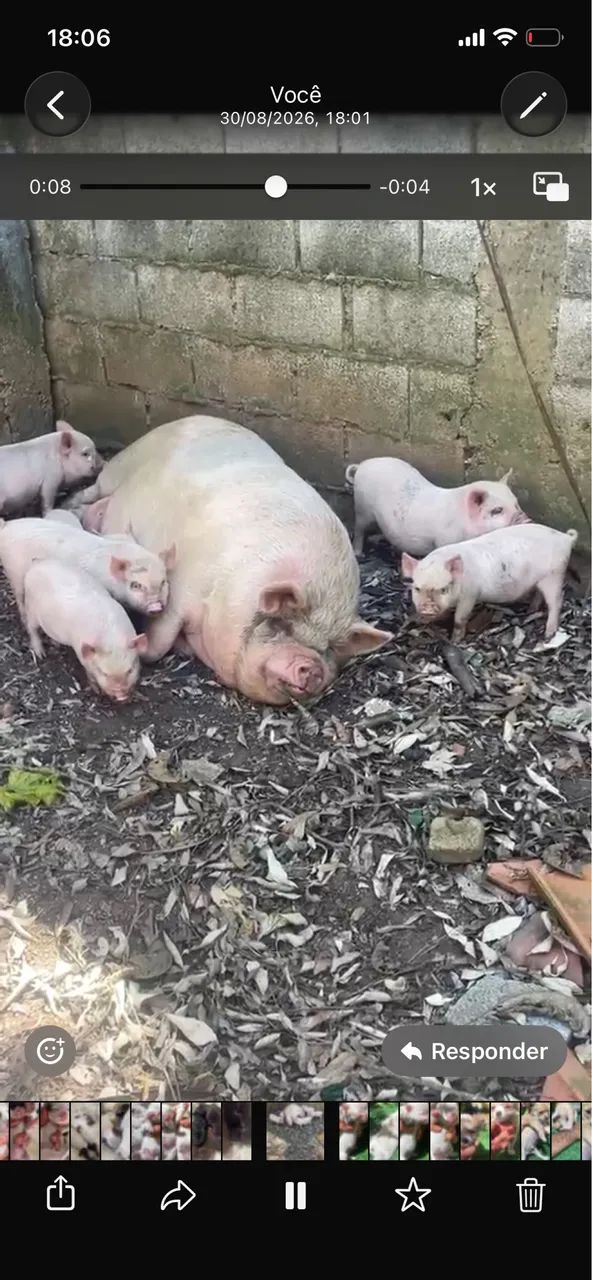 Mini pig rosa  - Foto 2