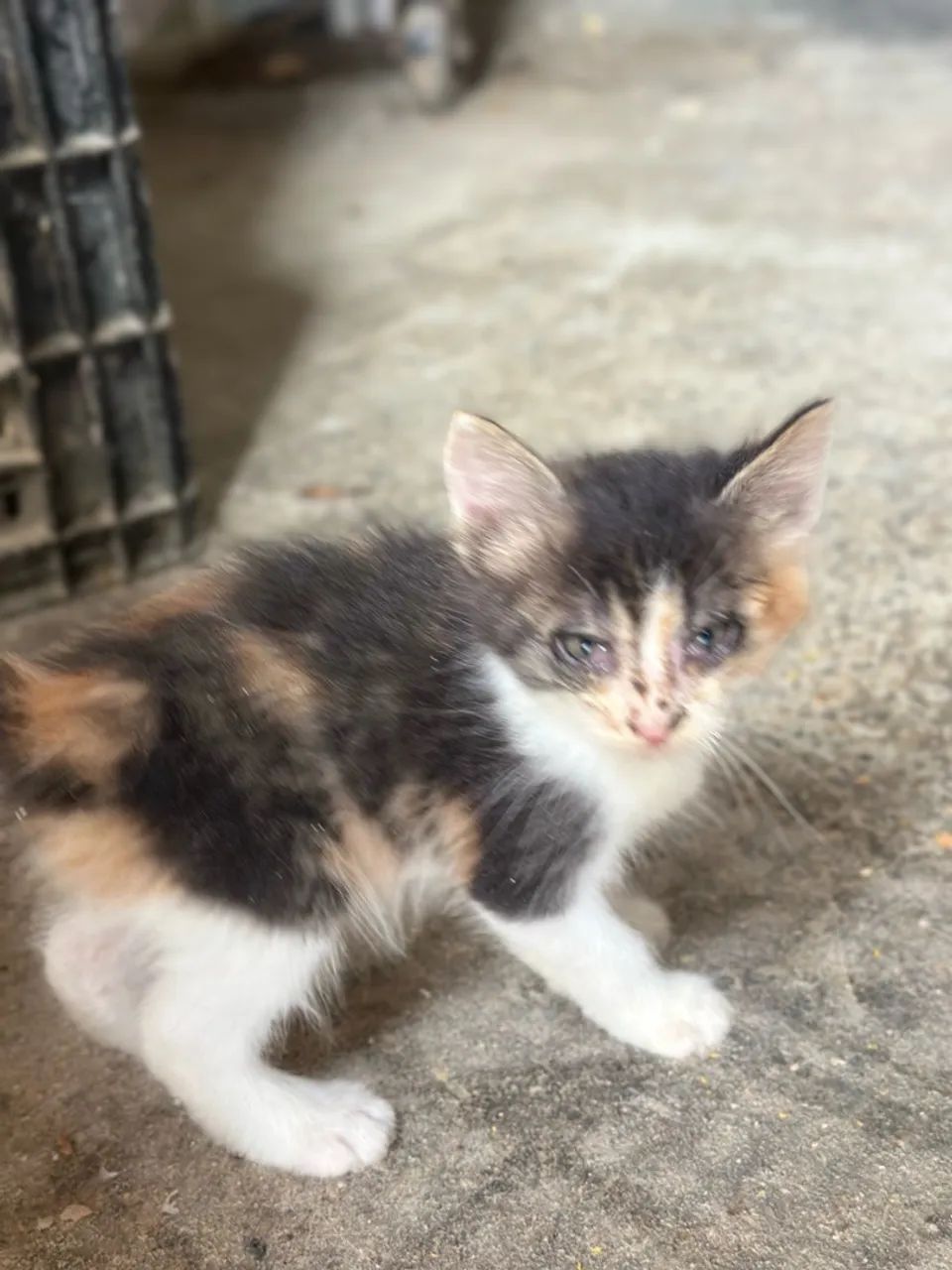 Gatos - Foto 2