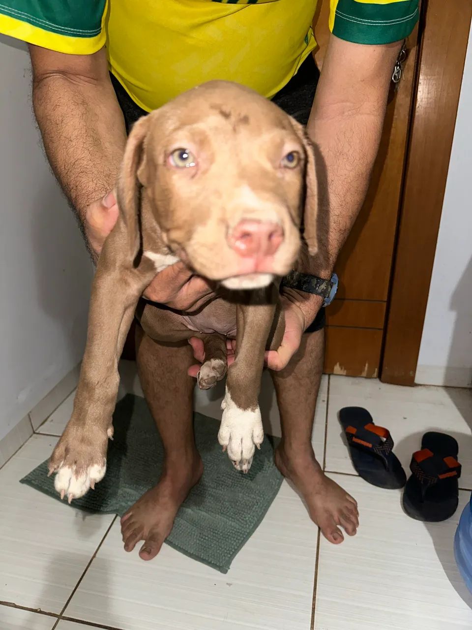 Vendo Última Filhote de Pitbull R$ 280 - Foto 3
