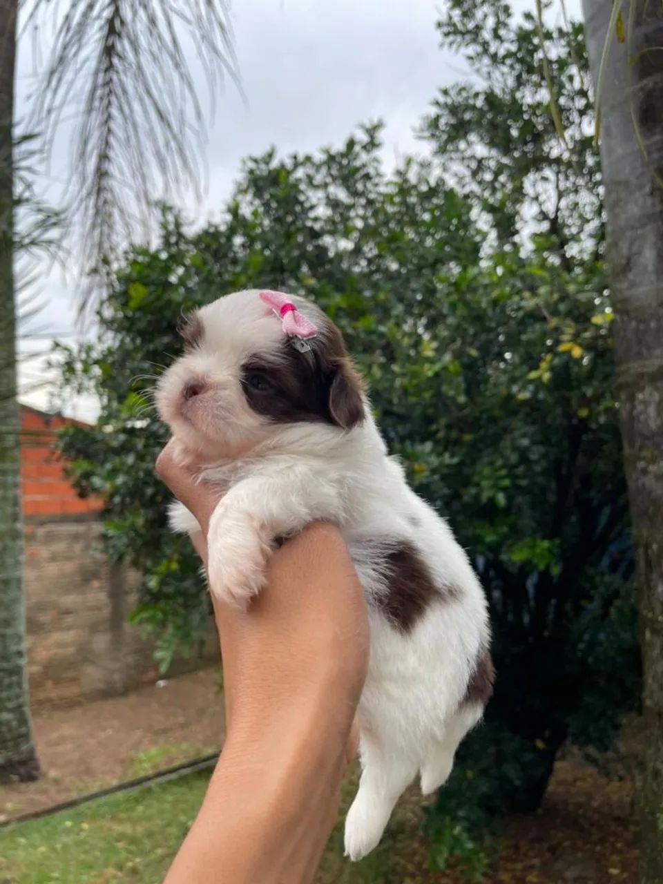 Shihtzu Micro de linhagem europeia branco e chocolate  - Foto 3