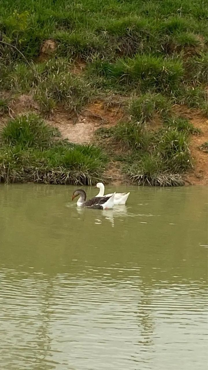 Casal de gansos - Foto 2