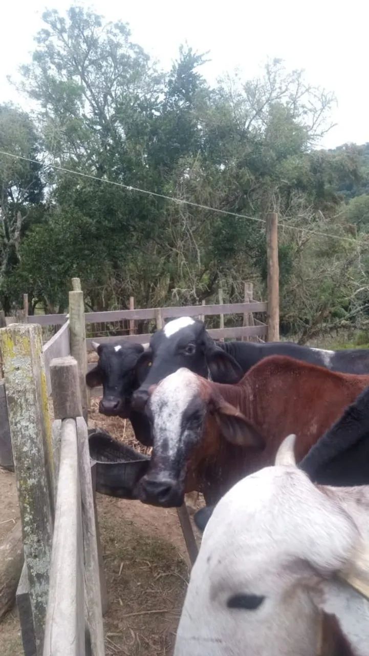 Animais 