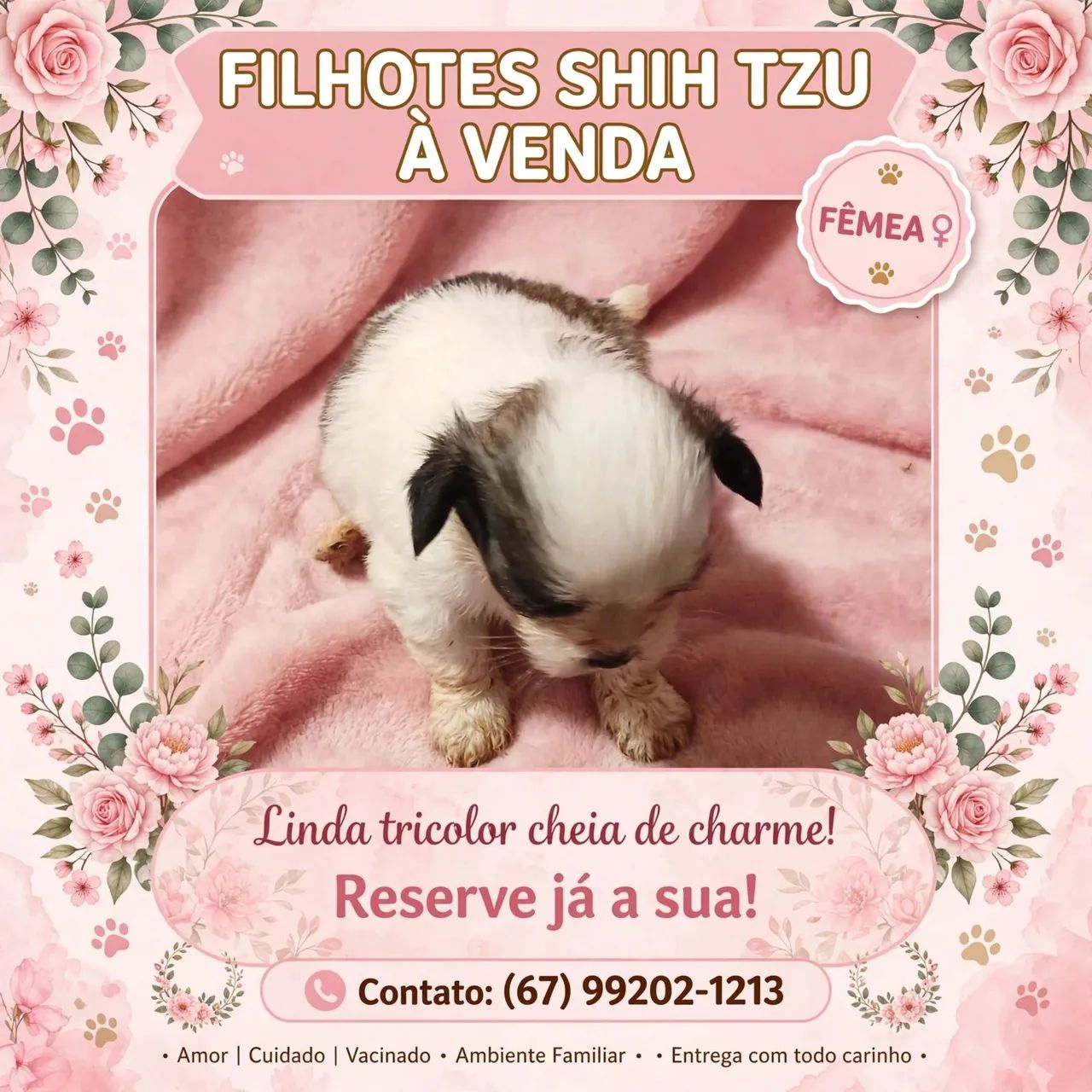 Shihtzu  femea