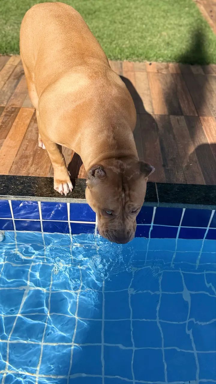 Pit Monster fêmea - dócil e sociável 10 meses  - Foto 3