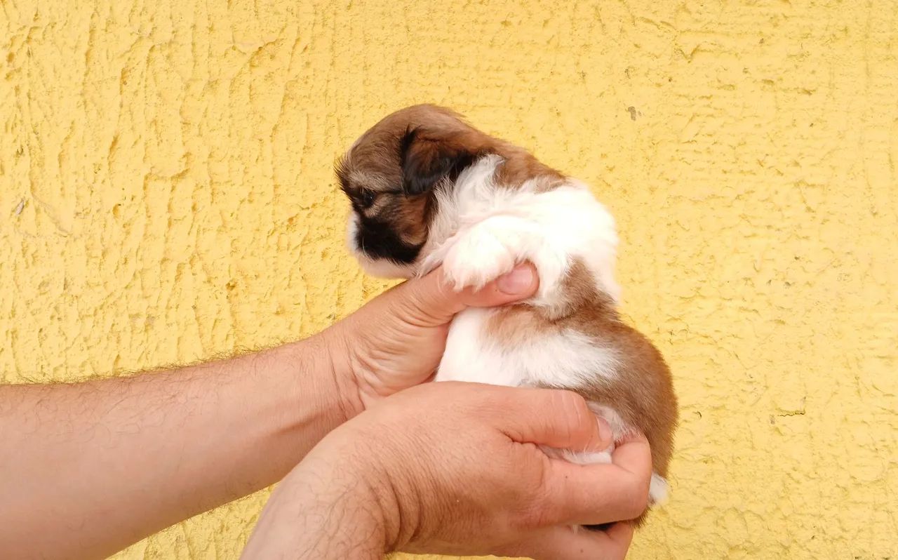Shih tzu Mini PURO ORIGINAL! - Foto 5