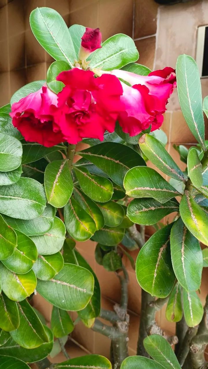 Rosa do Deserto - Foto 3