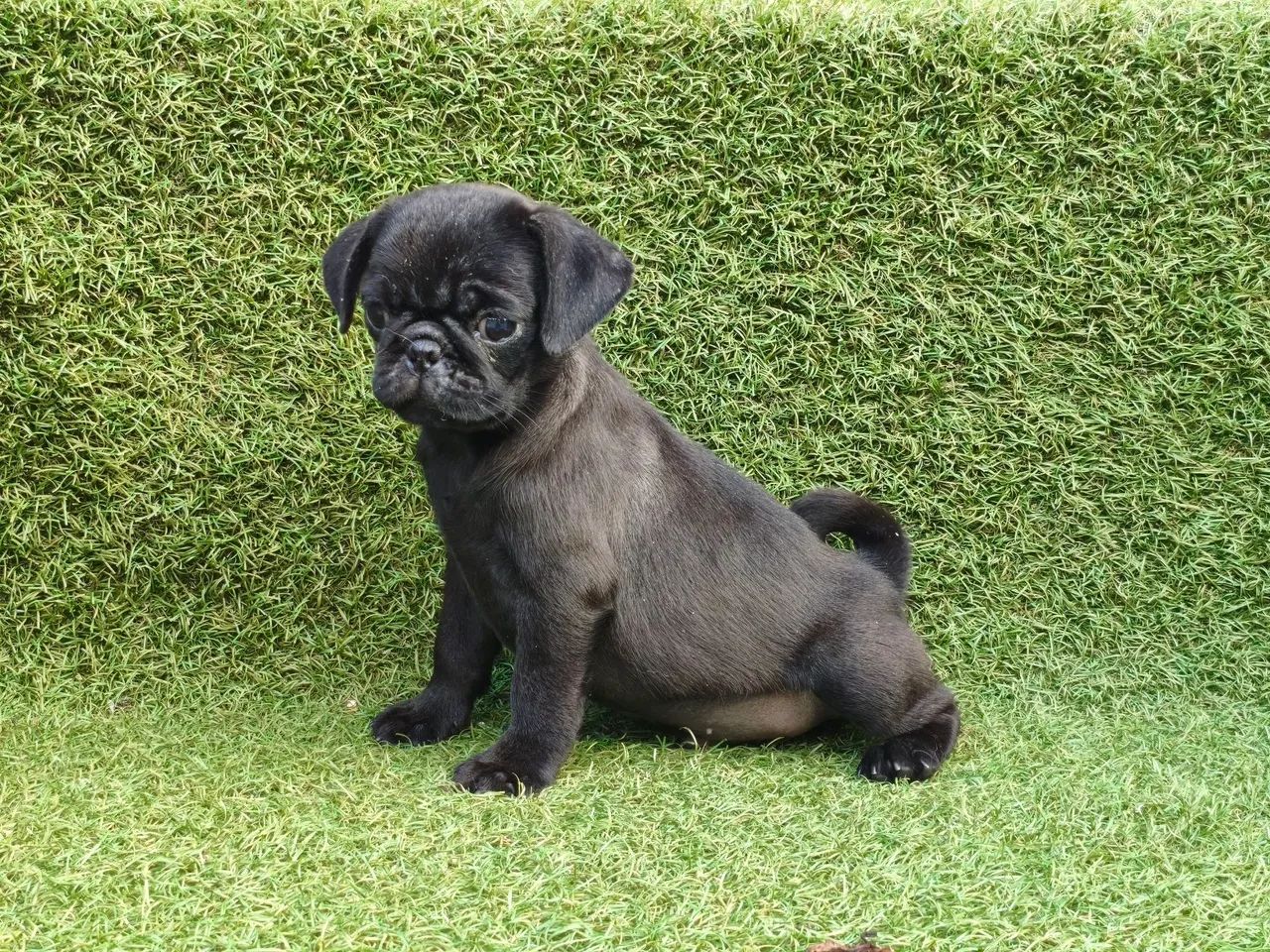 Pug macho preto  - Foto 2
