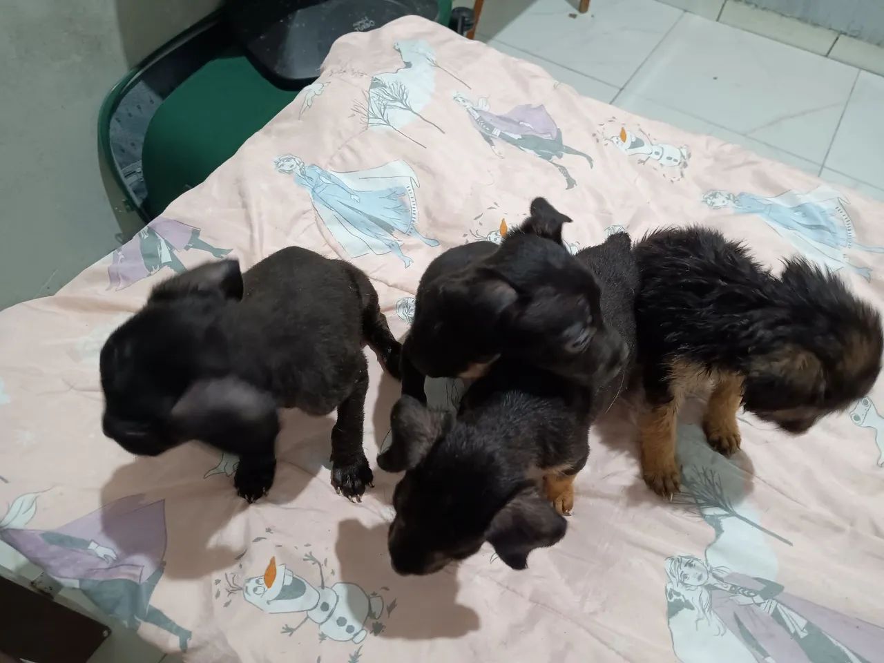 Pequenos - Foto 4