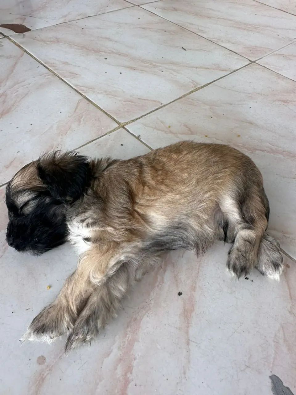 Poodle zero 1 mês  - Foto 3