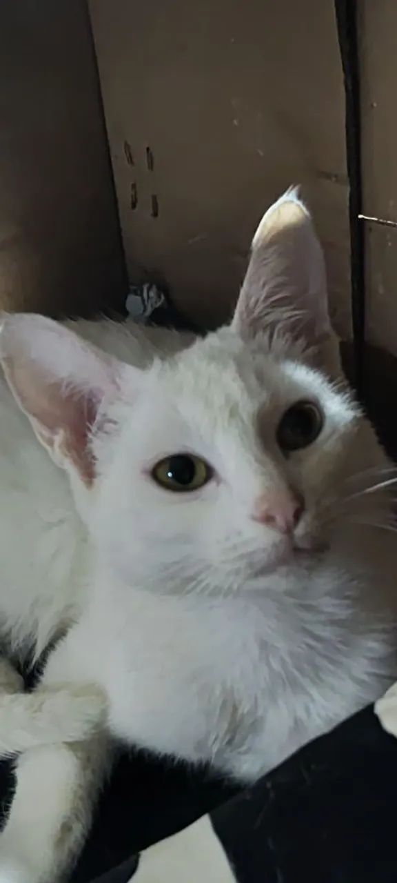 Gata castrada 