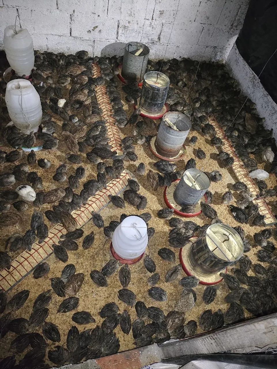 Pintos de codorna gigante com 25 dias de vida - Foto 3