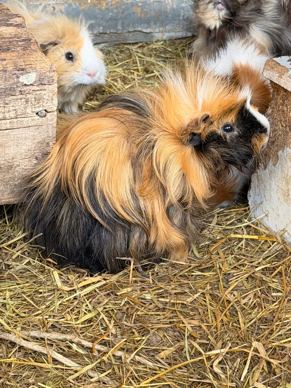 Porquinhos da índia diversas raças 50 cada machos e fêmeas  - Foto 5
