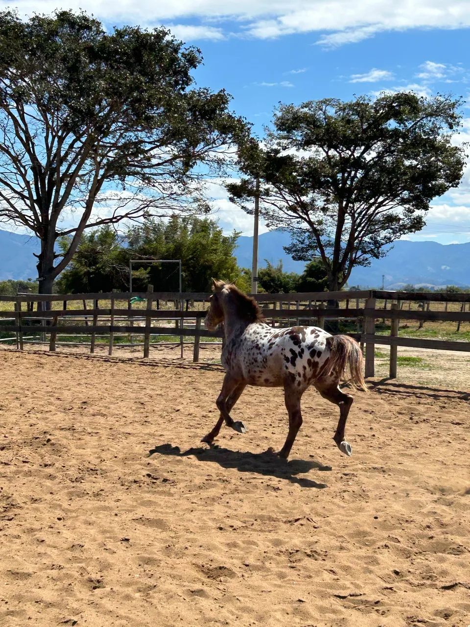 Cavalo appaloosa  - Foto 3