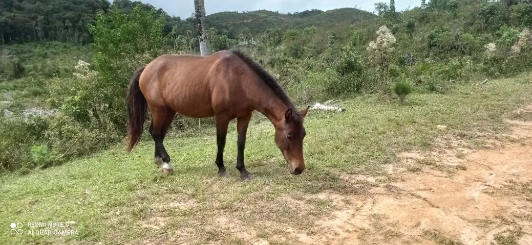 Égua crioula. - Foto 3