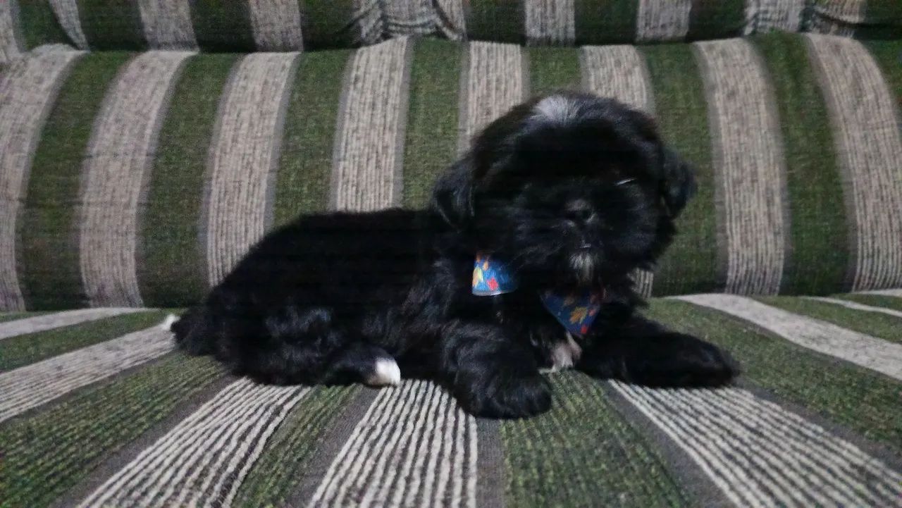 Shitzu macho preto - Foto 4
