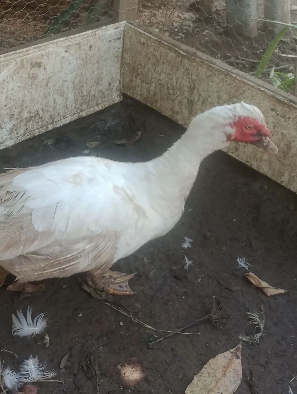 Pato e pata  - Foto 3