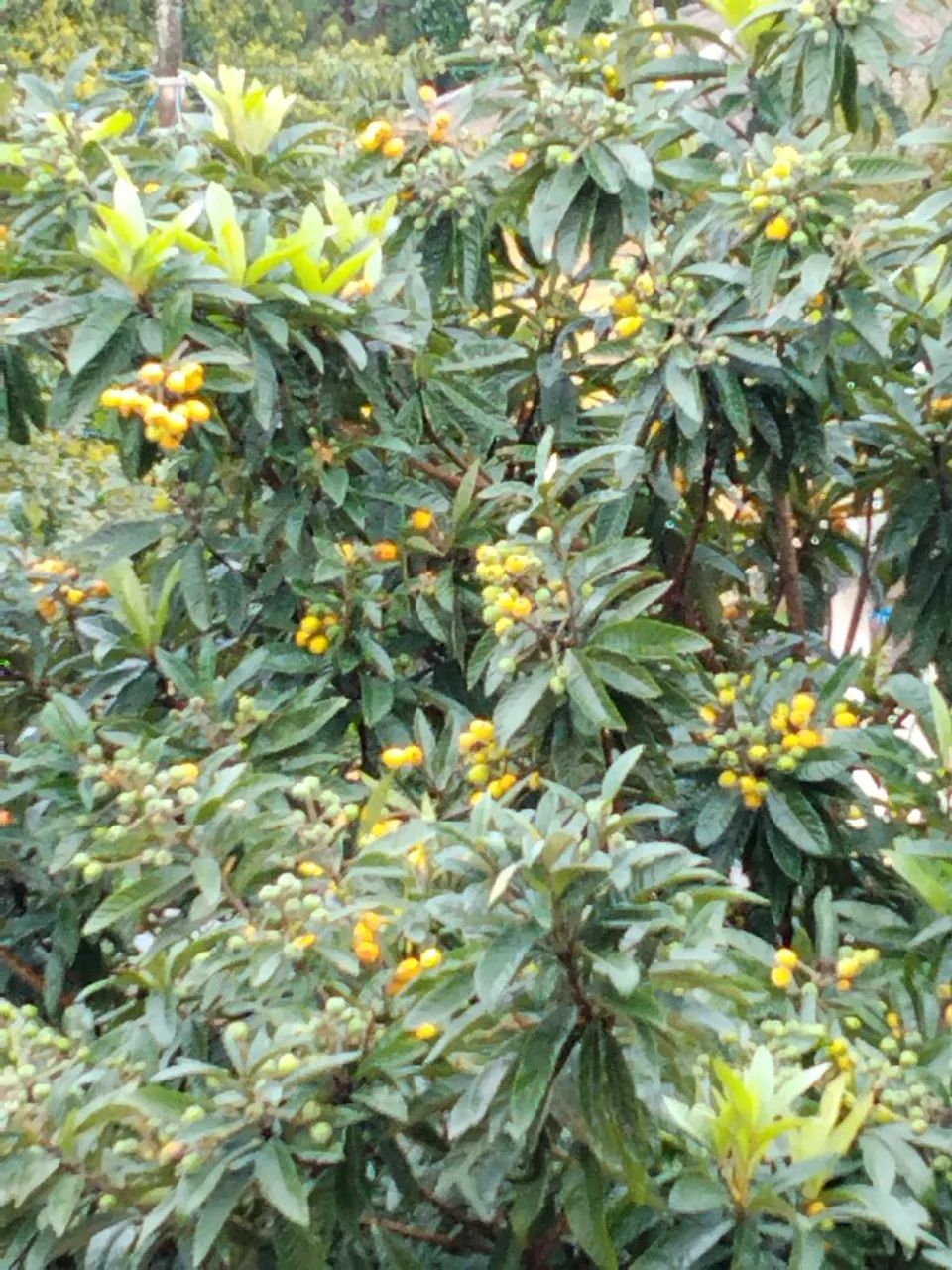 Mudas de nispero ( ameixa amarela ) 