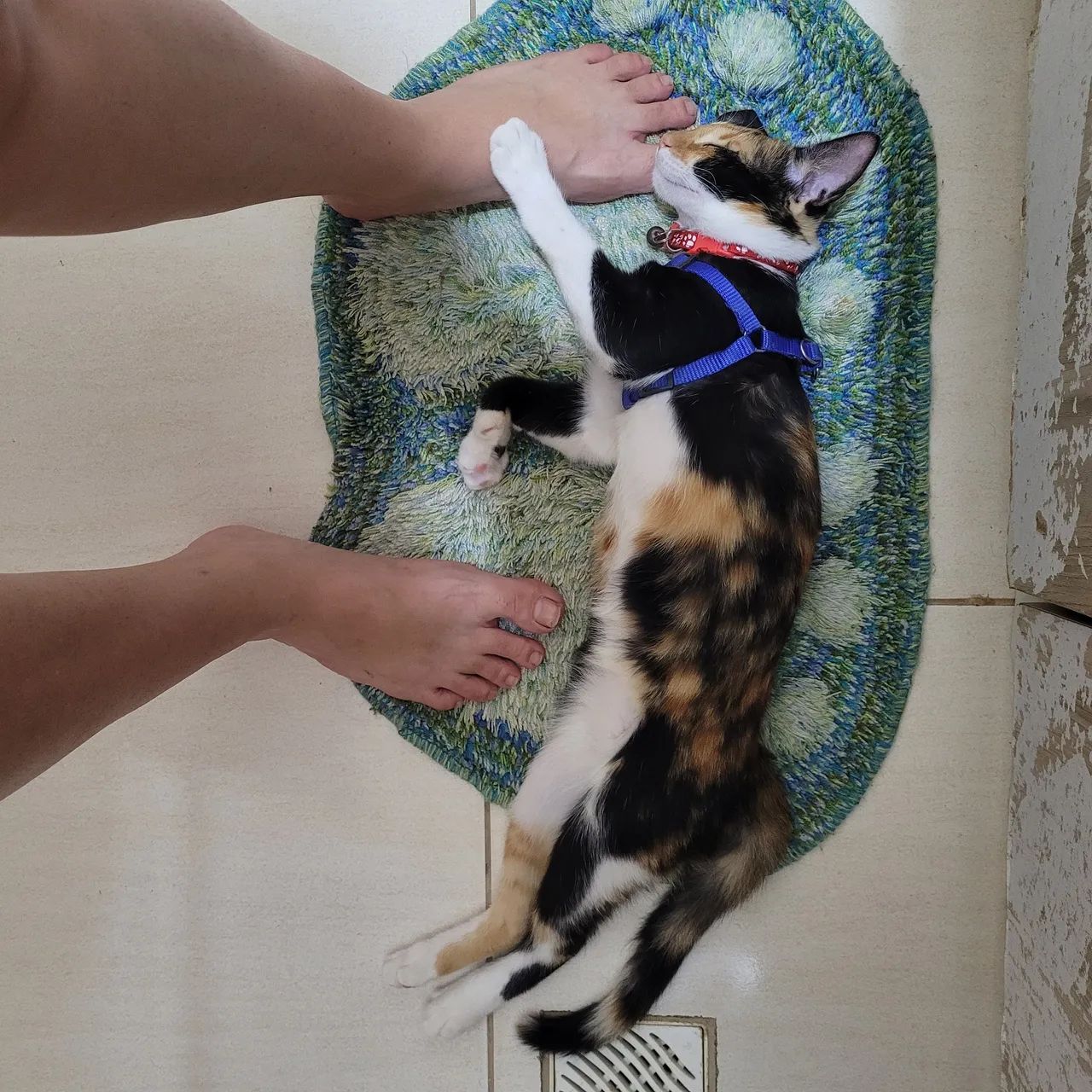 Gata para adoção - Foto 3