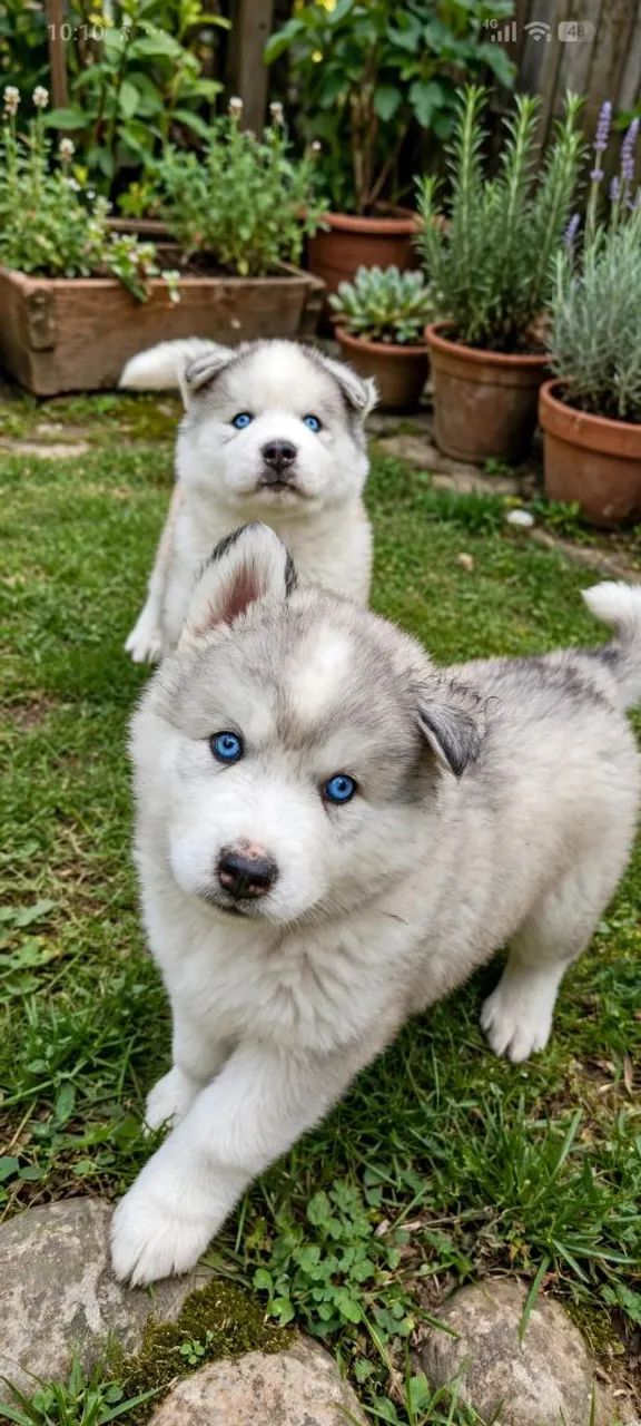 Husky Siberiano  - Foto 2