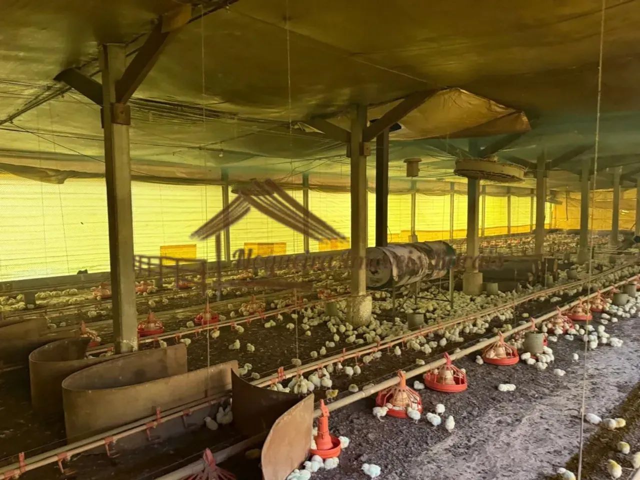 Sitio com granjas, 200 mil aves