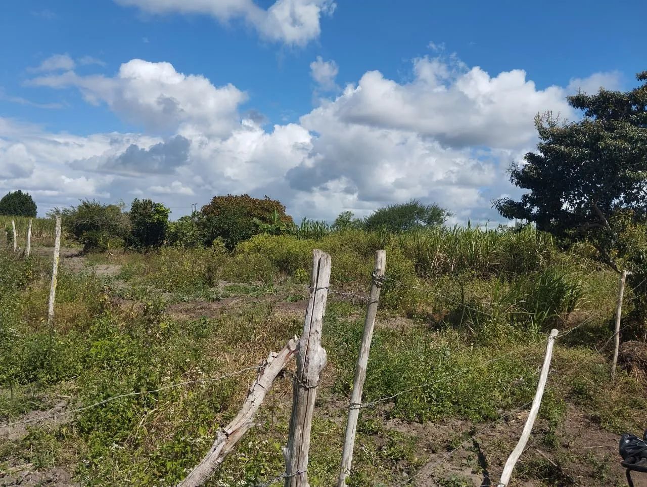 Vendo terreno, alto produtivo.  - Foto 3