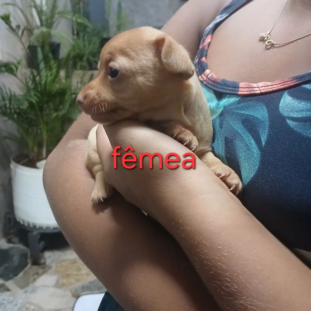 Vende-se pinscher  - Foto 2