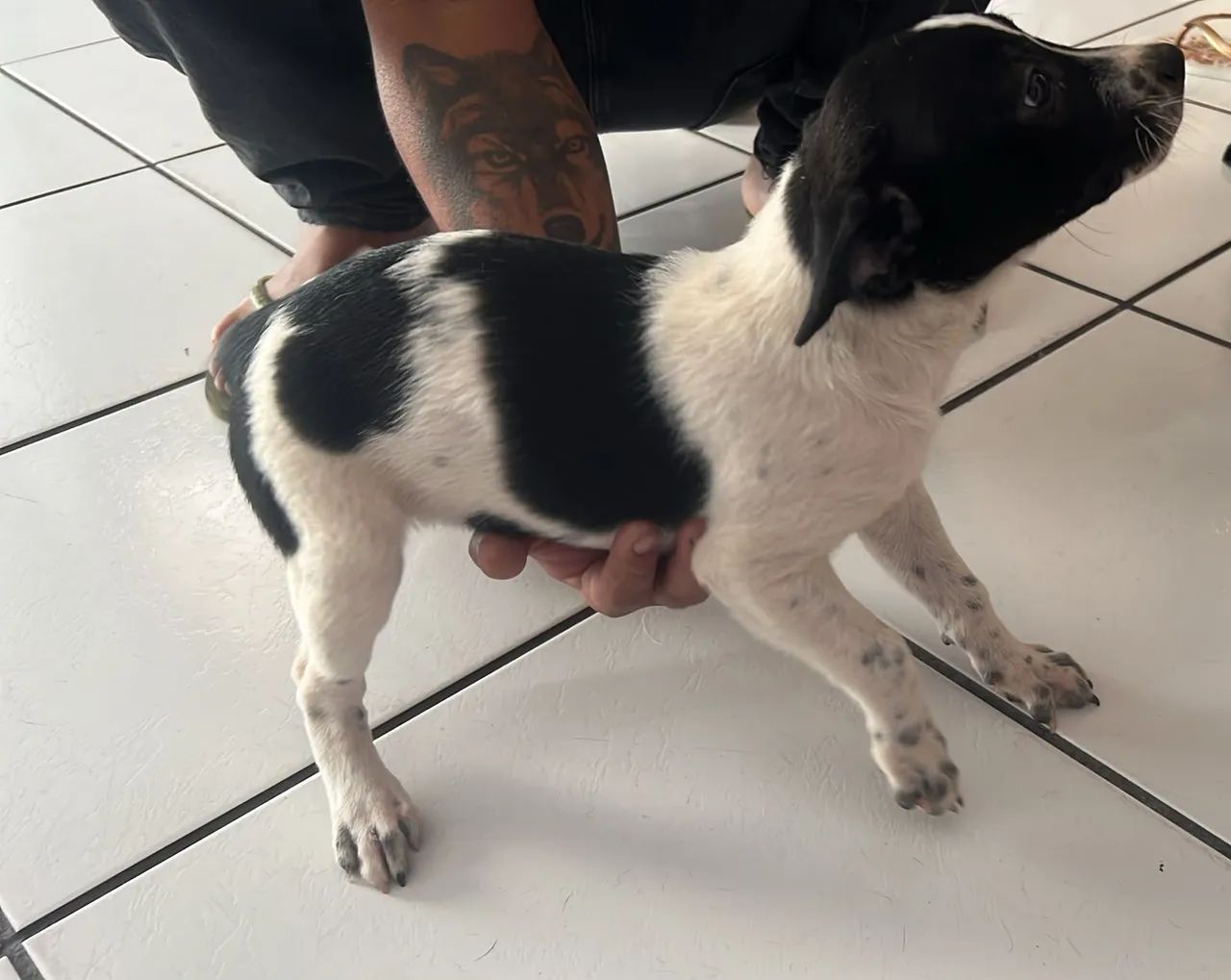 Adoçao de pets - Foto 5
