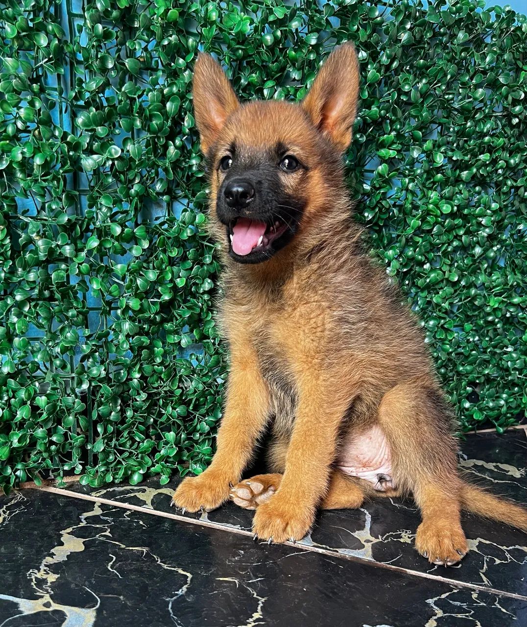 Pastor Alemão  - Foto 4