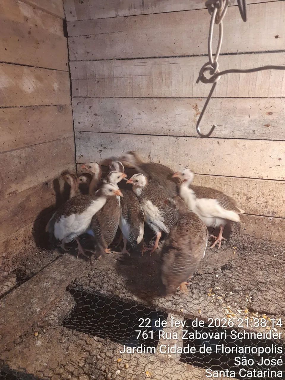 Vendo filhtes de galinha da angola 35 cada ou 4 por 120 reais  - Foto 5