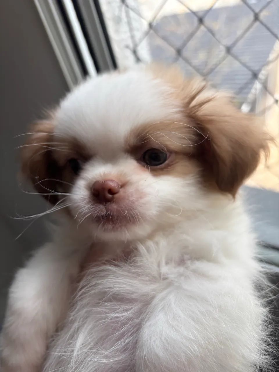 Shih-Tzu puro 
