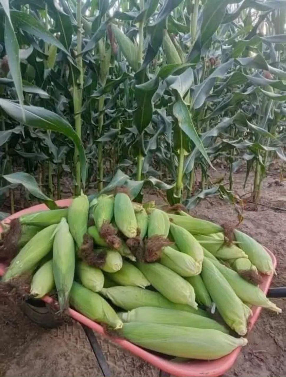 Milho verde (100 unidades) - Foto 2