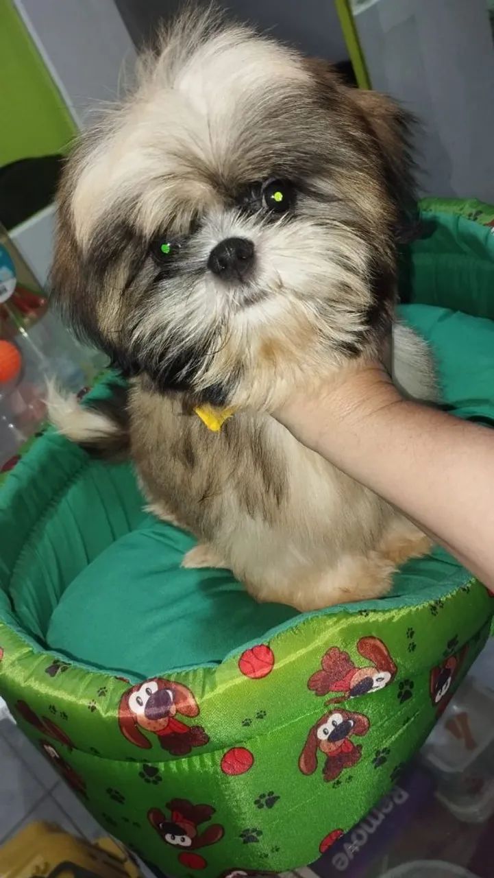 Shitzu macho com duas vacinas importadas. - Foto 3