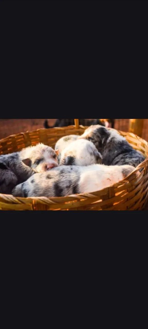 Border collie  - Foto 2