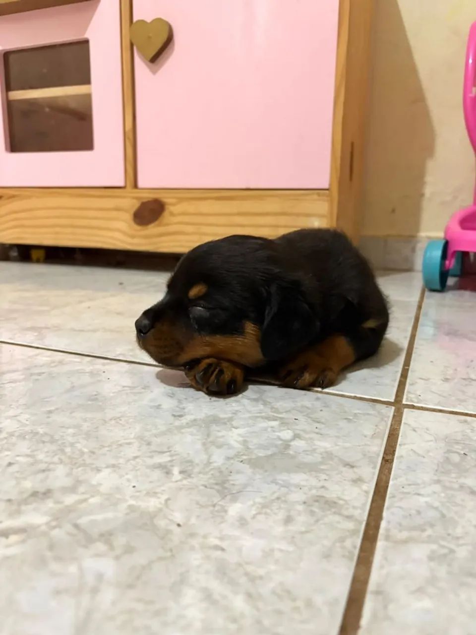 Filhote de Rottweiler 