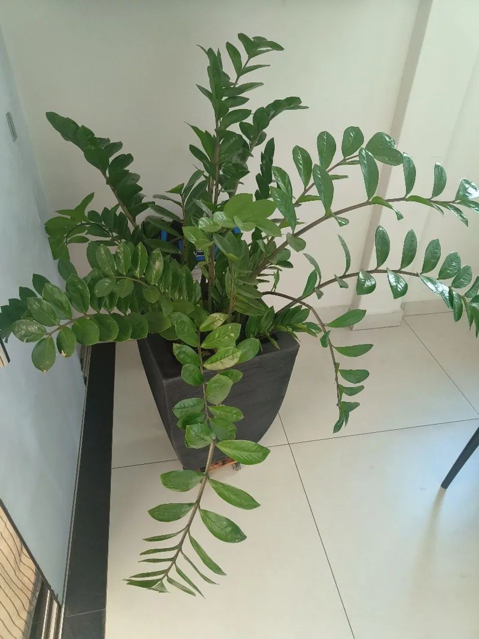 Vendo Zamioculca - Foto 2