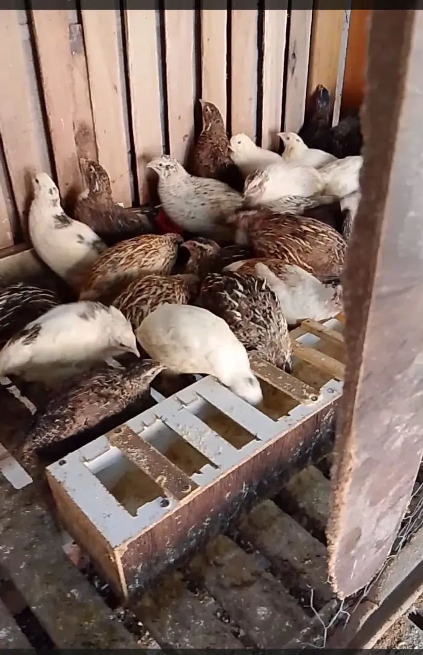 Codorna gigante para abater codornas gigantes machos ideal para abater - Foto 3