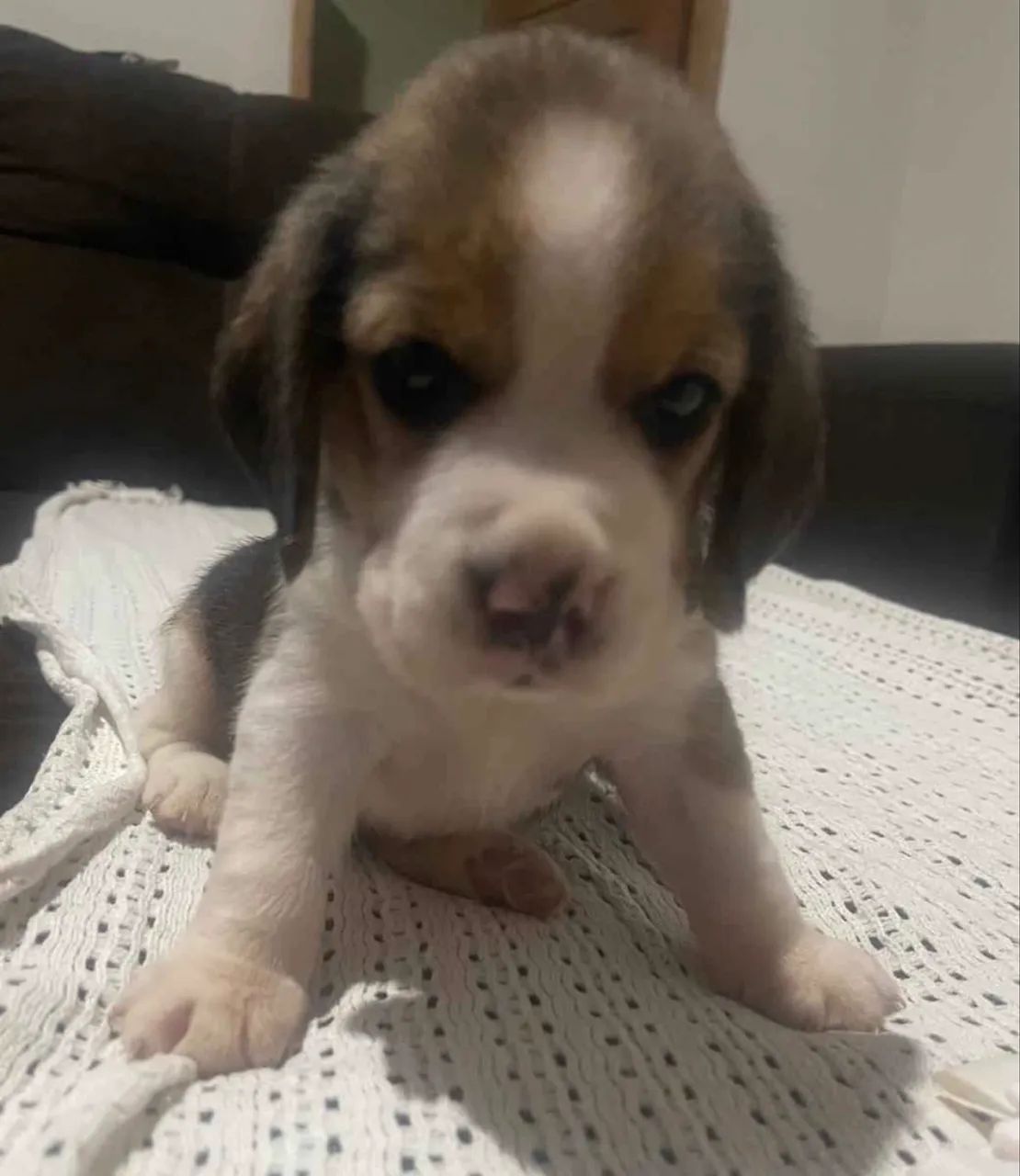 Cachorro - Foto 3