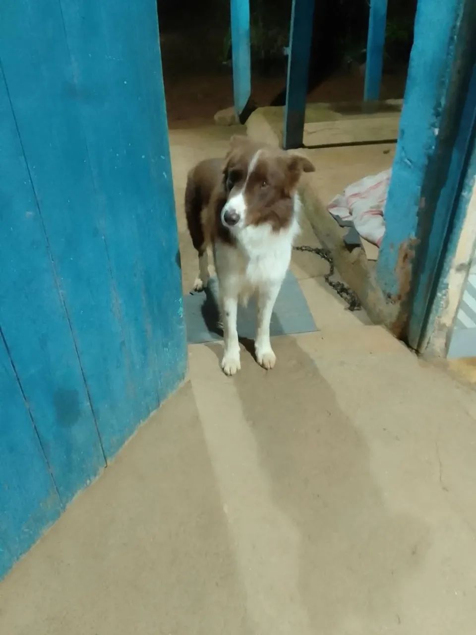 CACHORRO DESAPARECIDO  - Foto 2
