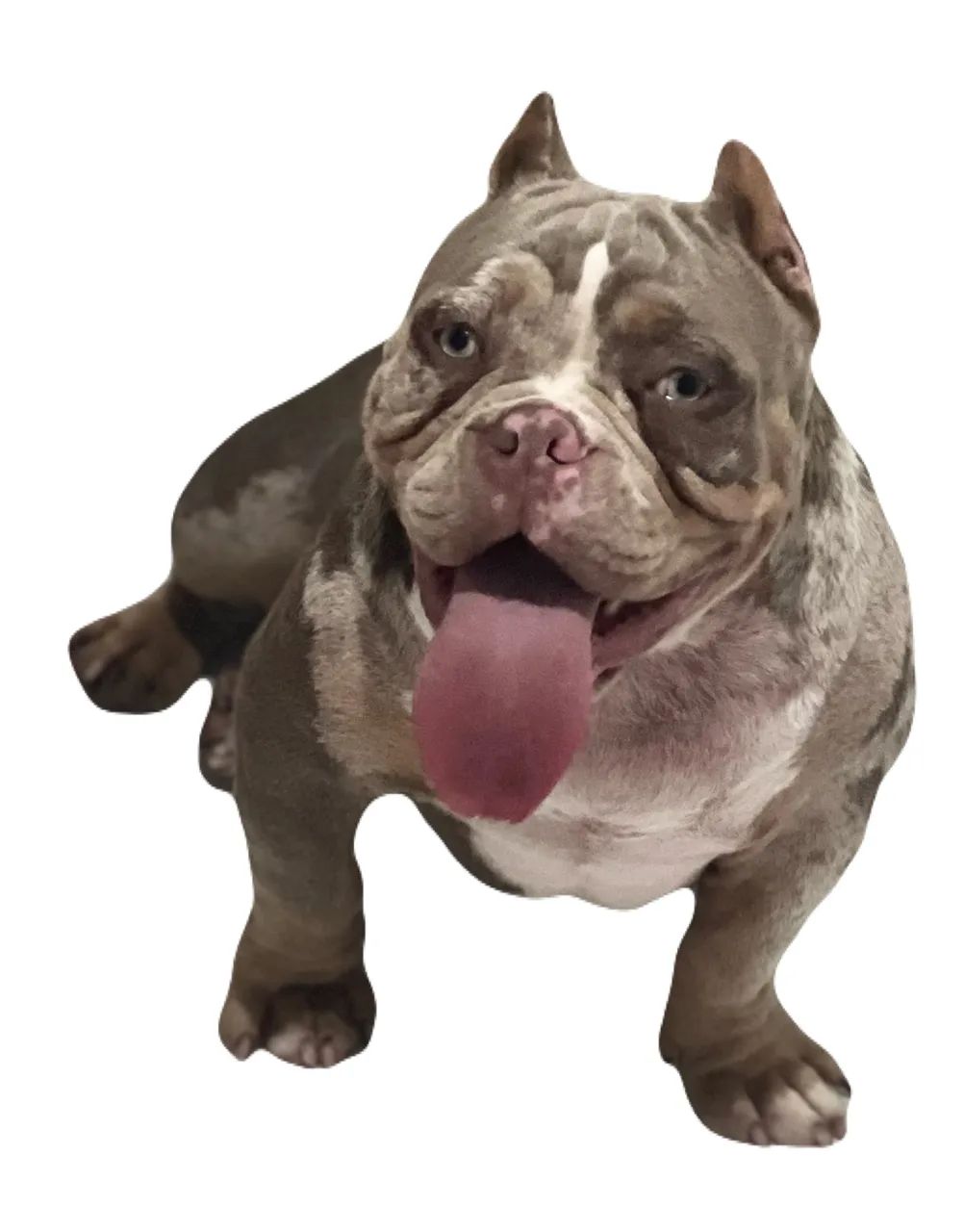 American bully Macho - Foto 5