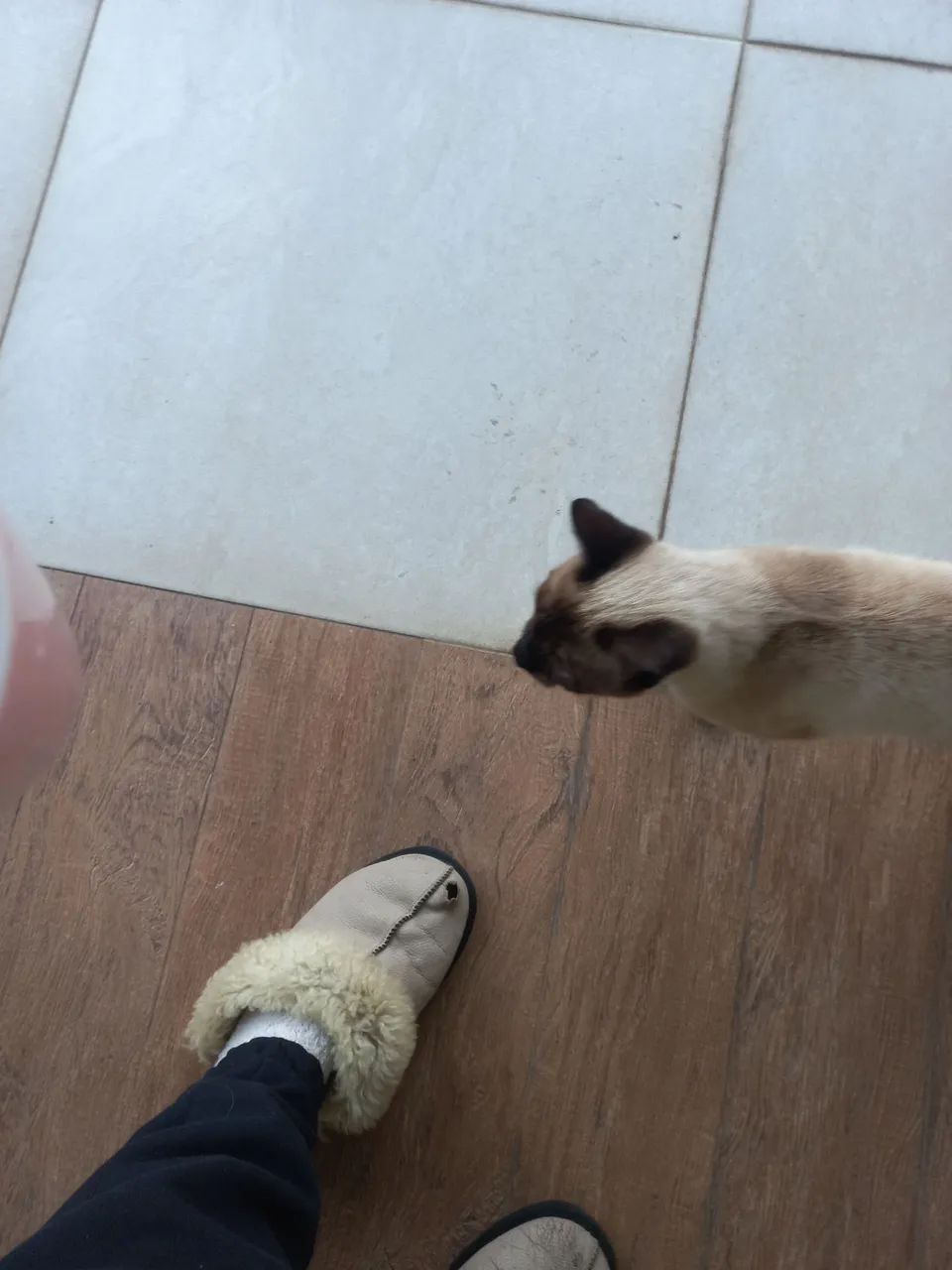 Gata siamês - Foto 6