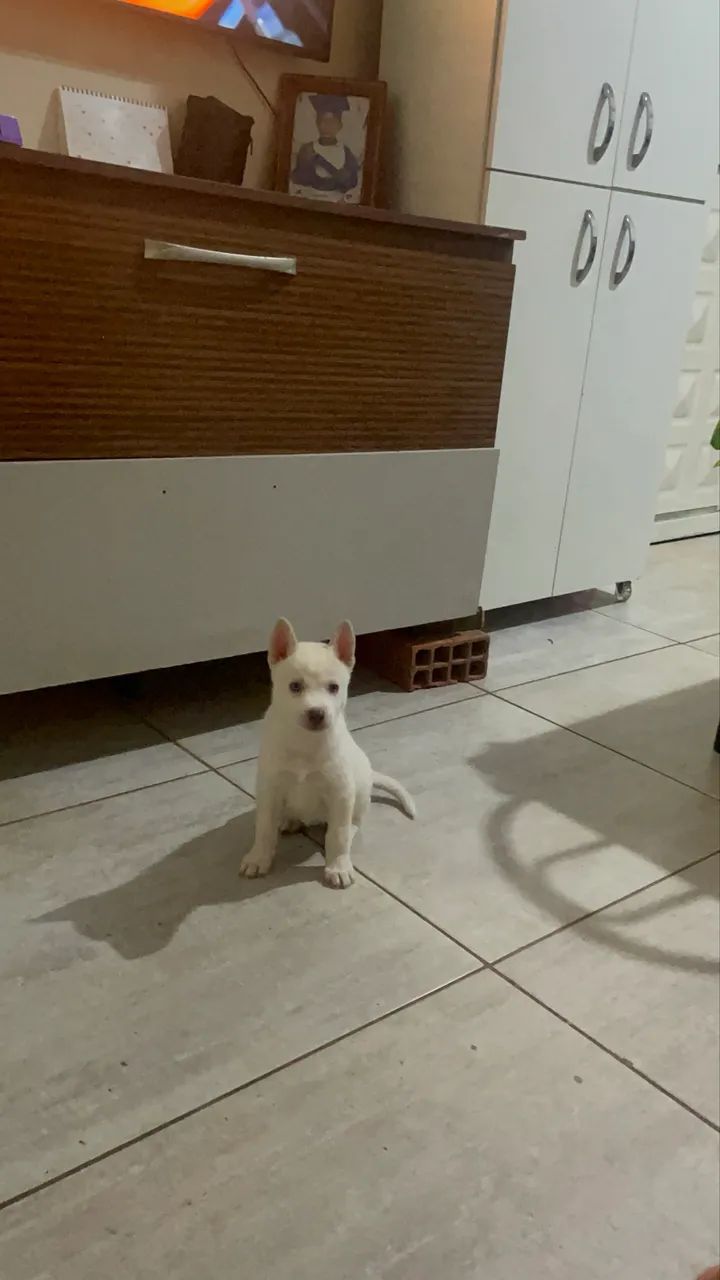Husky siberiano  - Foto 2