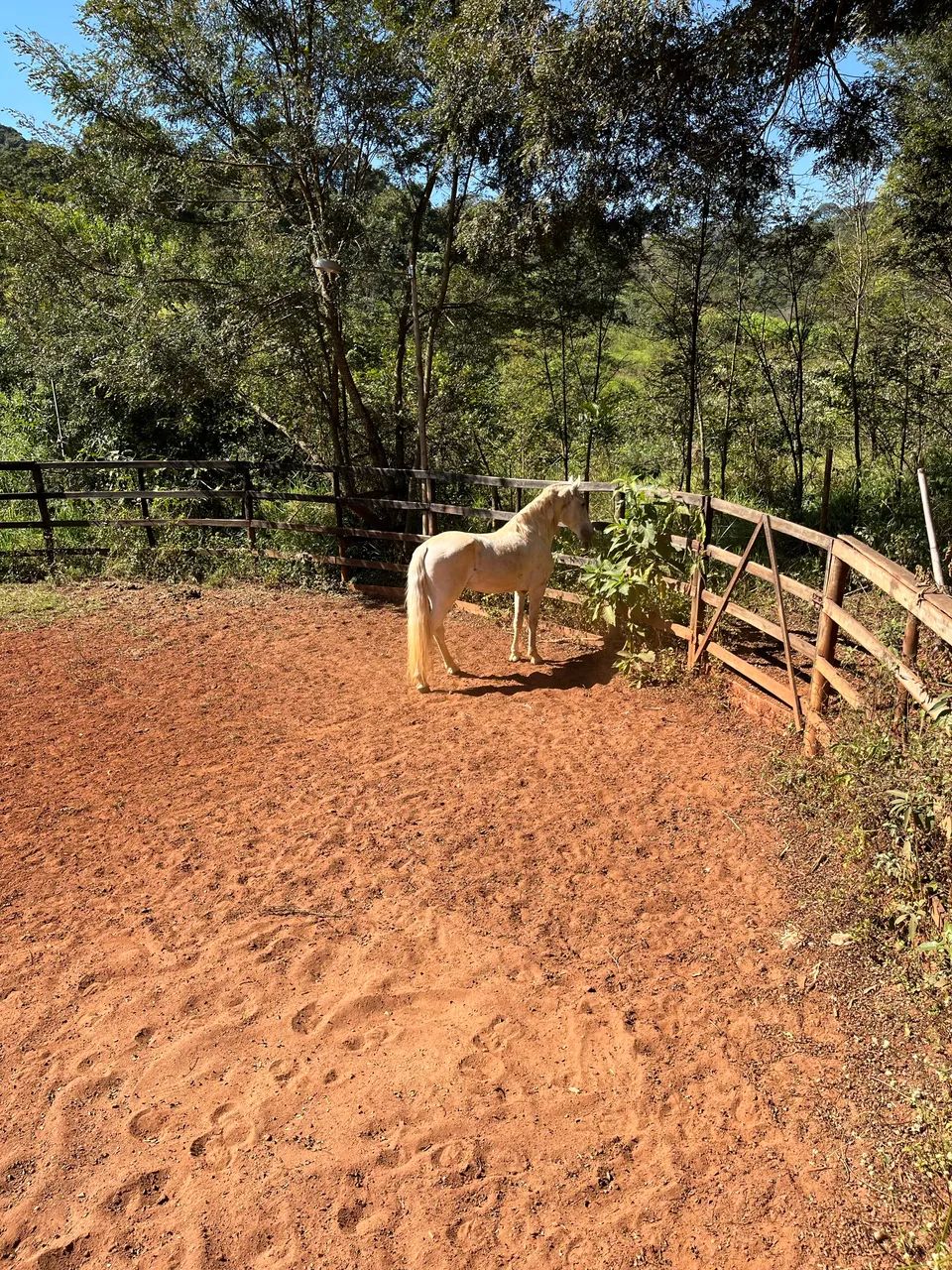 cavalo garanhão  - Foto 3