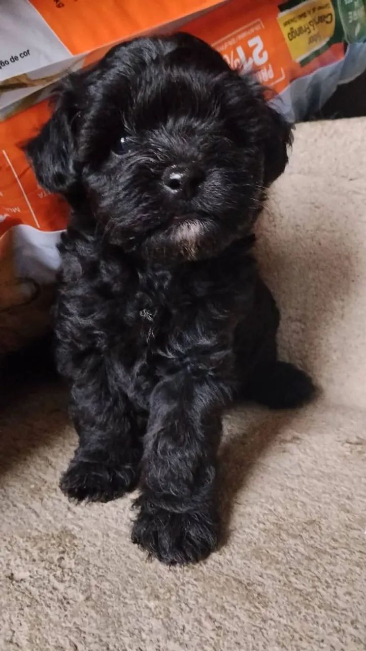 Poodle  - Foto 5