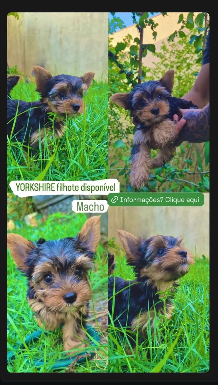 Yorkshire filhote  em Porto Velho  - Foto 3