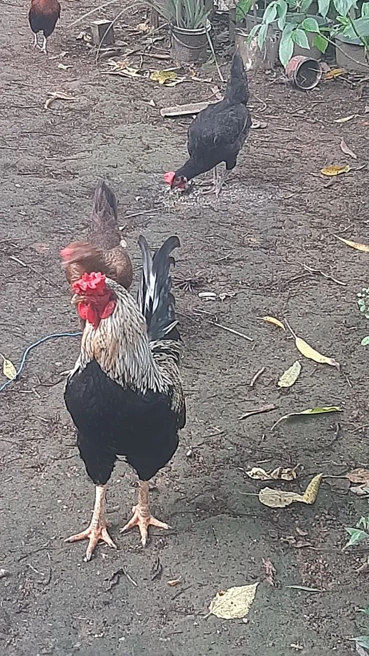 Galinha e galos - Foto 4